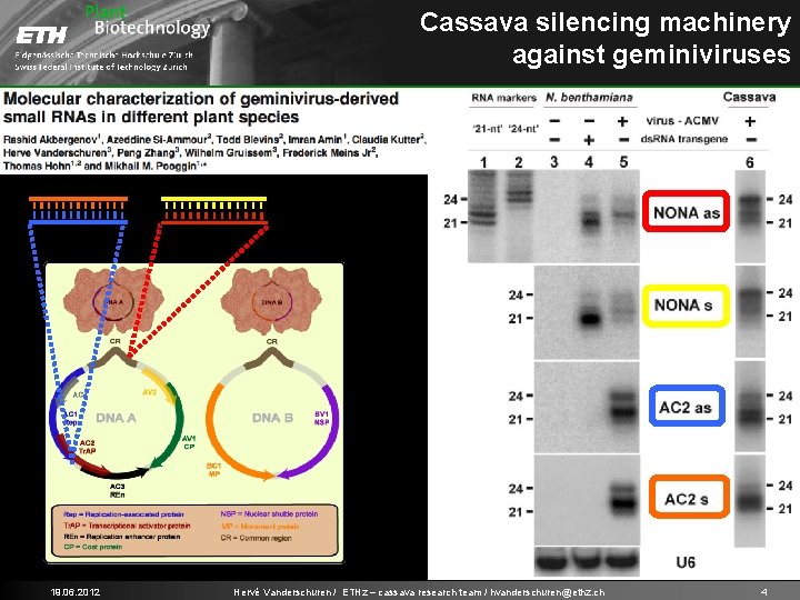 Cassava silencing machinery against geminiviruses 19. 06. 2012 Hervé Vanderschuren / ETHz – cassava