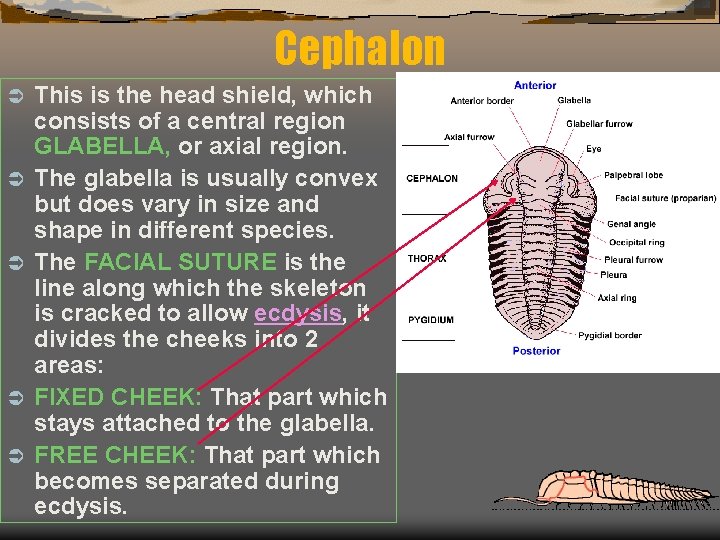 Cephalon Ü Ü Ü This is the head shield, which consists of a central
