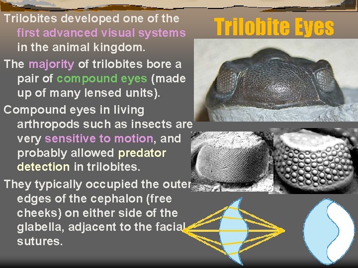 Trilobites developed one of the first advanced visual systems in the animal kingdom. The