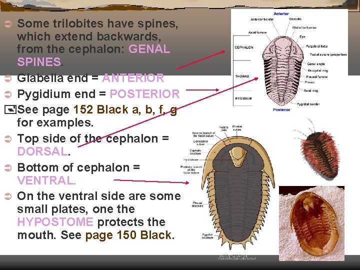 Some trilobites have spines, which extend backwards, from the cephalon: GENAL SPINES. Ü Glabella