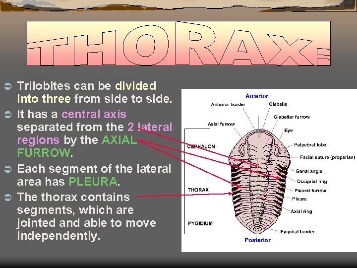 Trilobites can be divided into three from side to side. Ü It has a
