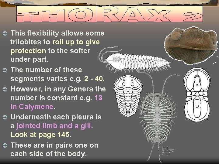 Ü Ü Ü This flexibility allows some trilobites to roll up to give protection
