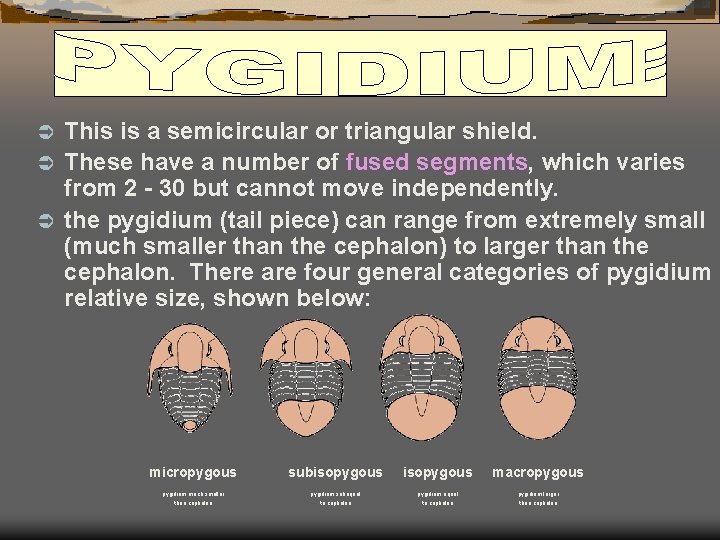 This is a semicircular or triangular shield. Ü These have a number of fused