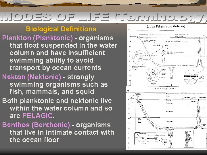 Biological Definitions Plankton (Planktonic) - organisms that float suspended in the water column and
