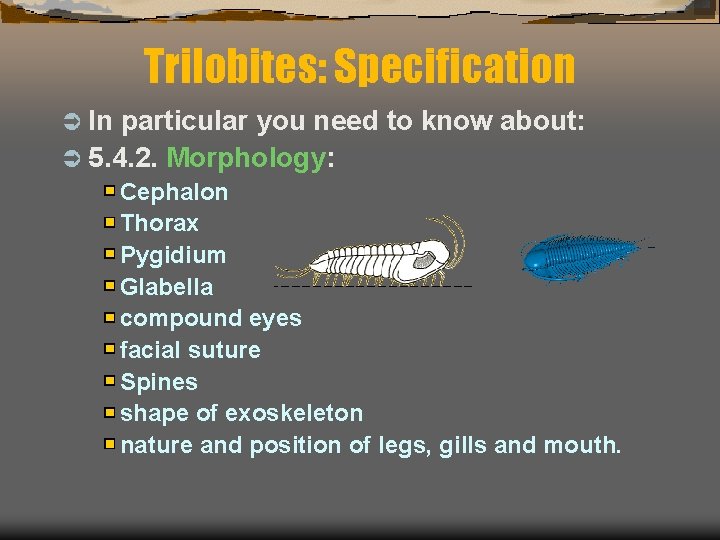 Trilobites: Specification Ü In particular you need to know about: Ü 5. 4. 2.
