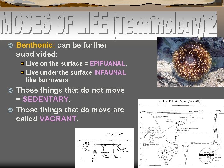 Ü Benthonic: can be further subdivided: Live on the surface = EPIFUANAL. Live under