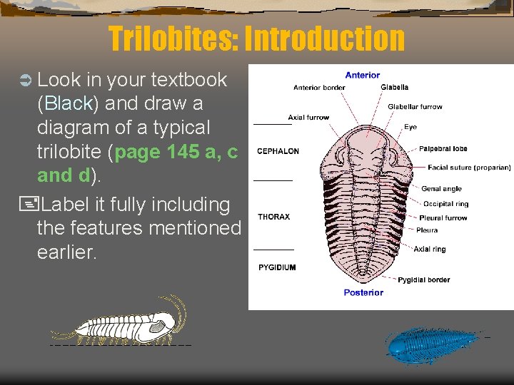 Trilobites: Introduction Ü Look in your textbook (Black) and draw a diagram of a