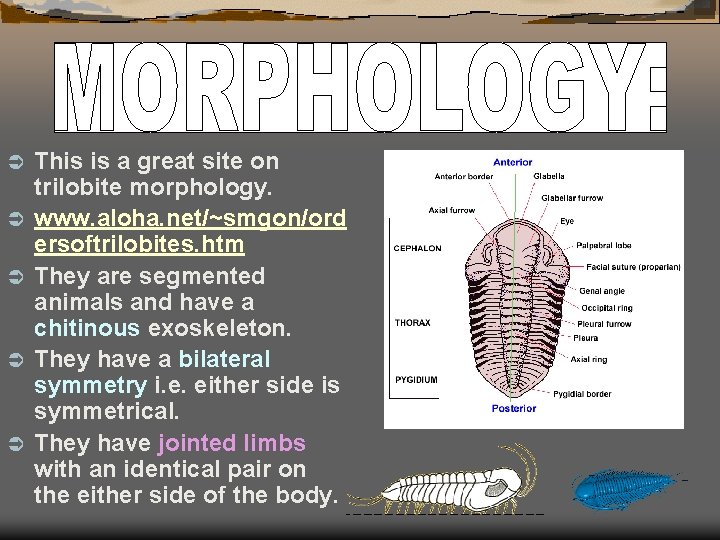 Ü Ü Ü This is a great site on trilobite morphology. www. aloha. net/~smgon/ord