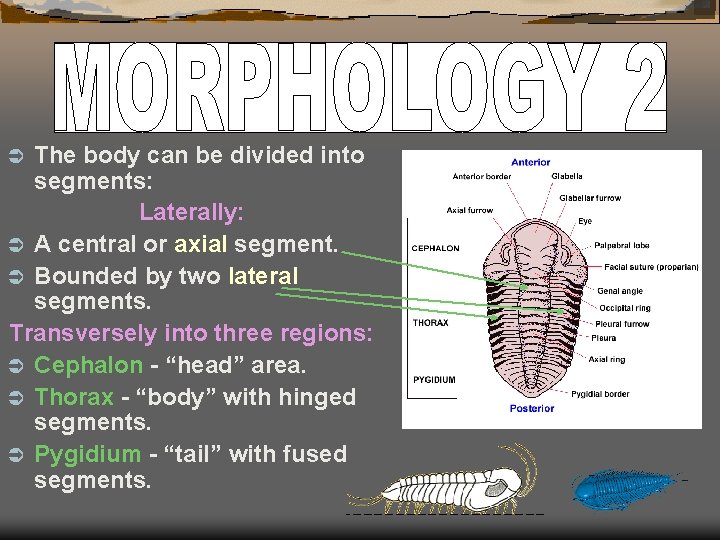 The body can be divided into segments: Laterally: Ü A central or axial segment.