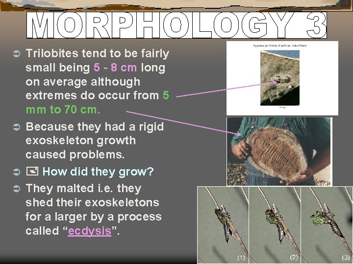 Trilobites tend to be fairly small being 5 - 8 cm long on average