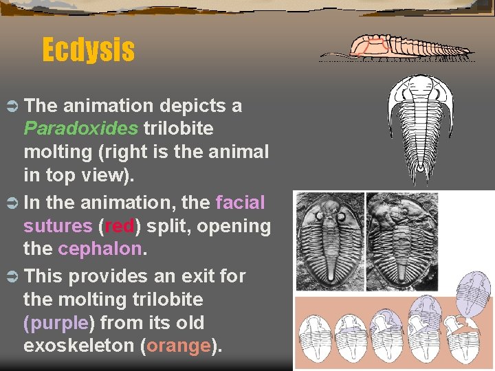 Ecdysis Ü The animation depicts a Paradoxides trilobite molting (right is the animal in