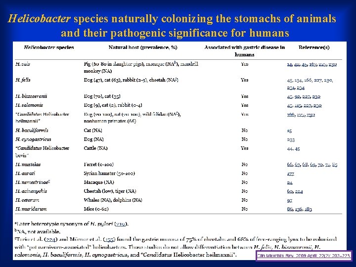 Helicobacter species naturally colonizing the stomachs of animals and their pathogenic significance for humans