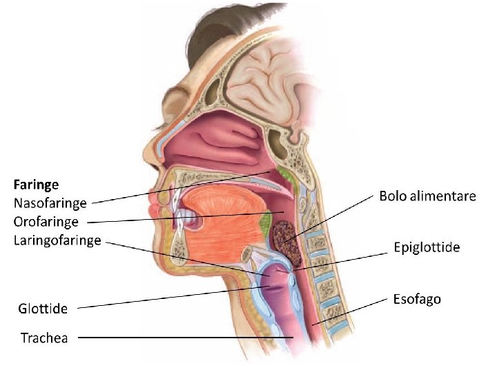 Faringe Faz parte do sistema digestório e respiratório, apresentando conexão com o esôfago, fossas