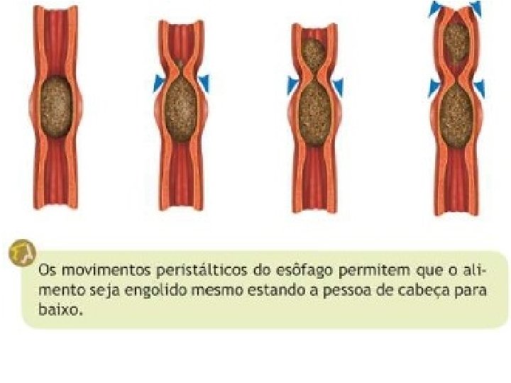 Esôfago Tubo muscular que conduz o alimento até o estômago, essa musculatura apresenta movimentação