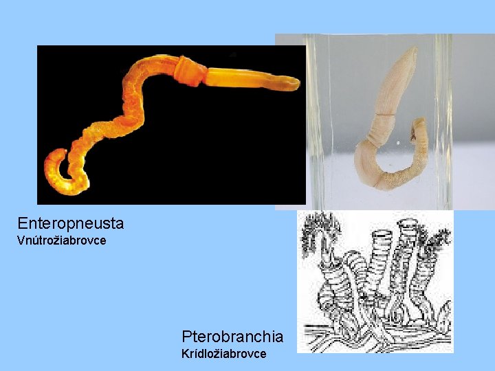 Enteropneusta Vnútrožiabrovce Pterobranchia Krídložiabrovce 
