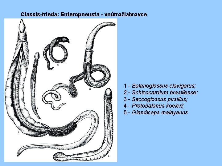 Classis-trieda: Enteropneusta - vnútrožiabrovce 1 - Balanoglossus clavigerus; 2 - Schizocardium brasiliense; 3 -