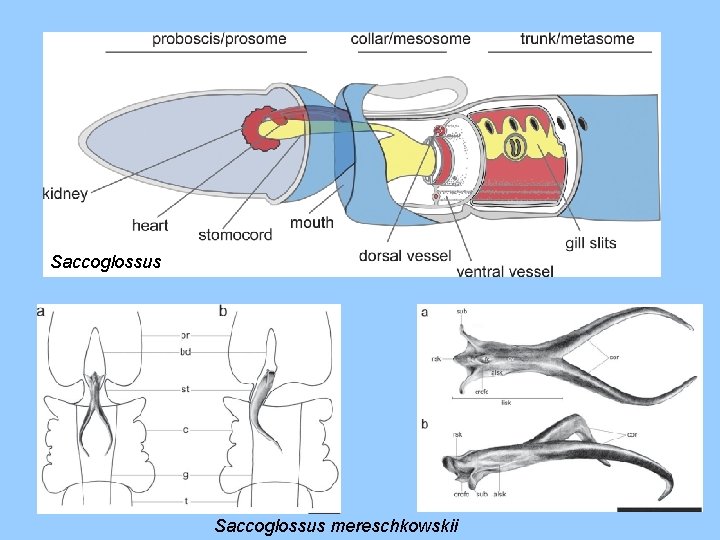 Saccoglossus mereschkowskii 