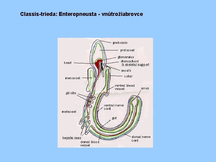 Classis-trieda: Enteropneusta - vnútrožiabrovce 