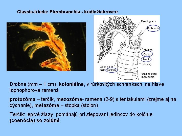 Classis-trieda: Pterobranchia - krídložiabrovce Drobné (mm – 1 cm), koloniálne, v rúrkovitých schránkach, na