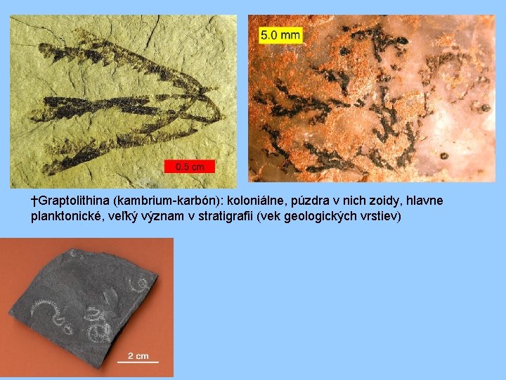 †Graptolithina (kambrium-karbón): koloniálne, púzdra v nich zoidy, hlavne planktonické, veľký význam v stratigrafii (vek