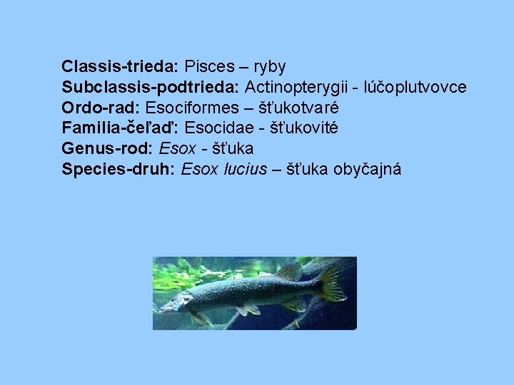 Classis-trieda: Pisces – ryby Subclassis-podtrieda: Actinopterygii - lúčoplutvovce Ordo-rad: Esociformes – šťukotvaré Familia-čeľaď: Esocidae