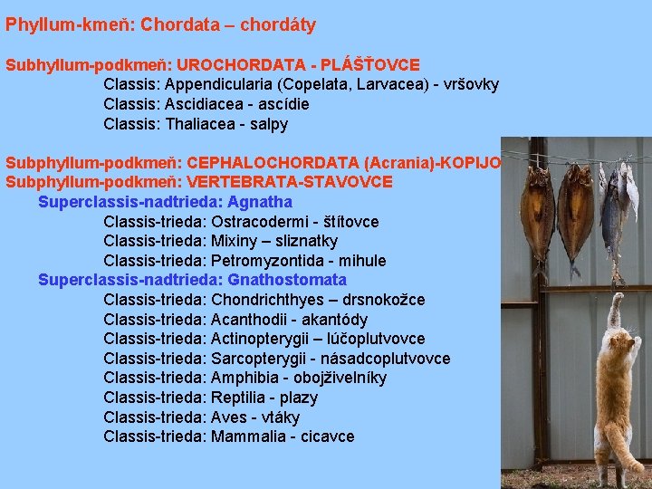 Phyllum-kmeň: Chordata – chordáty Subhyllum-podkmeň: UROCHORDATA - PLÁŠŤOVCE Classis: Appendicularia (Copelata, Larvacea) - vršovky