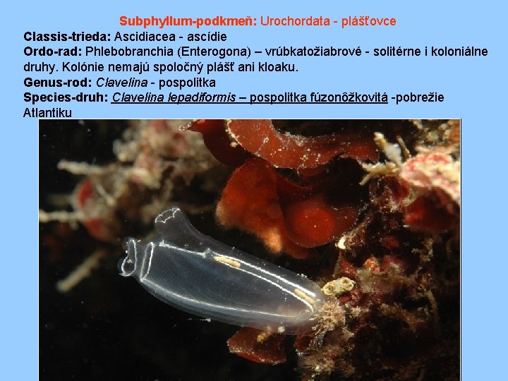 Subphyllum-podkmeň: Urochordata - plášťovce Classis-trieda: Ascidiacea - ascídie Ordo-rad: Phlebobranchia (Enterogona) – vrúbkatožiabrové -