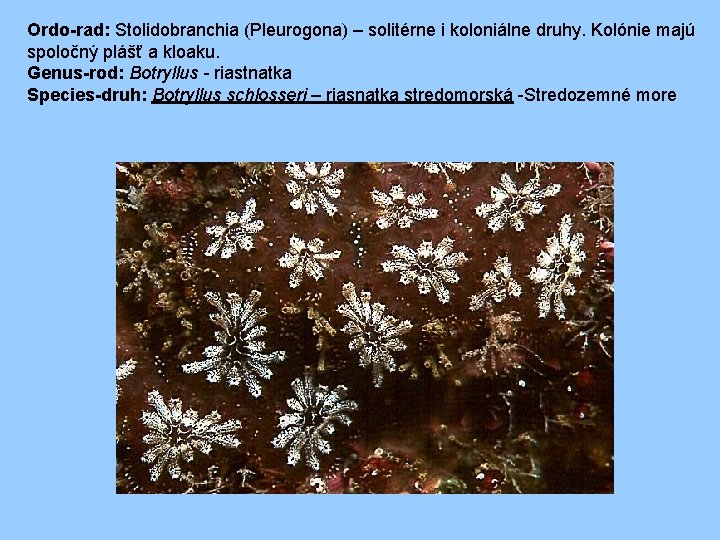Ordo-rad: Stolidobranchia (Pleurogona) – solitérne i koloniálne druhy. Kolónie majú spoločný plášť a kloaku.