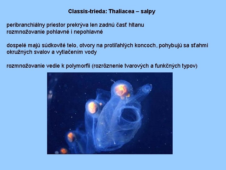Classis-trieda: Thaliacea – salpy peribranchiálny priestor prekrýva len zadnú časť hltanu rozmnožovanie pohlavné i