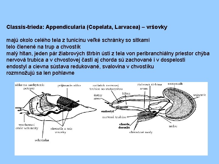 Classis-trieda: Appendicularia (Copelata, Larvacea) – vršovky majú okolo celého tela z tunicínu veľké schránky