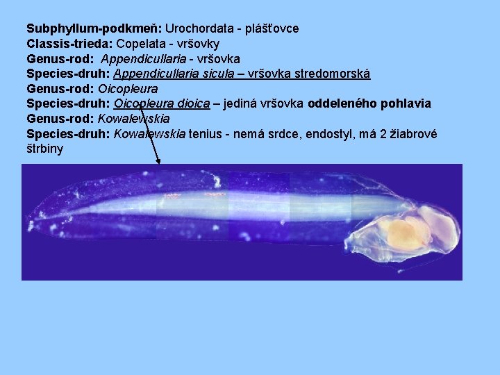 Subphyllum-podkmeň: Urochordata - plášťovce Classis-trieda: Copelata - vršovky Genus-rod: Appendicullaria - vršovka Species-druh: Appendicullaria