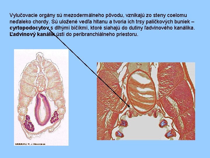 Vylučovacie orgány sú mezodermálneho pôvodu, vznikajú zo steny coelomu neďaleko chordy. Sú uložené vedľa