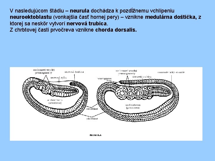 V nasledujúcom štádiu – neurula dochádza k pozdĺžnemu vchlípeniu neuroektoblastu (vonkajšia časť hornej pery)