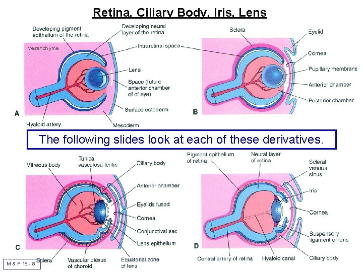 Retina, Ciliary Body, Iris, Lens Mesenchyme The following slides look at each of these