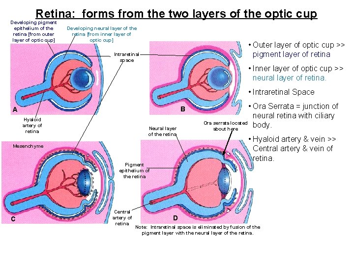 Retina: forms from the two layers of the optic cup Developing pigment epithelium of