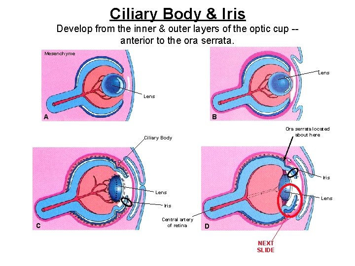 Ciliary Body & Iris Develop from the inner & outer layers of the optic
