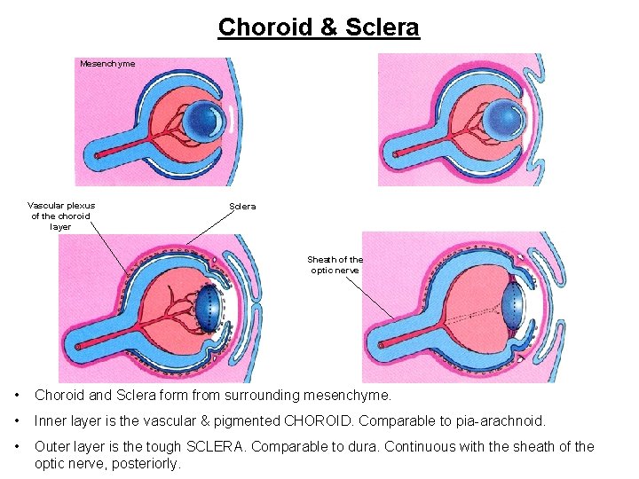 Choroid & Sclera Mesenchyme Vascular plexus of the choroid layer Sclera Sheath of the