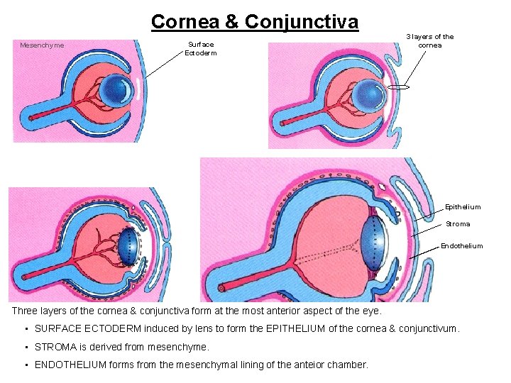 Cornea & Conjunctiva Mesenchyme Surface Ectoderm 3 layers of the cornea Epithelium Stroma Endothelium