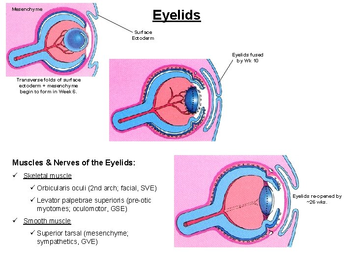 Mesenchyme Eyelids Surface Ectoderm Eyelids fused by Wk 10 Transverse folds of surface ectoderm