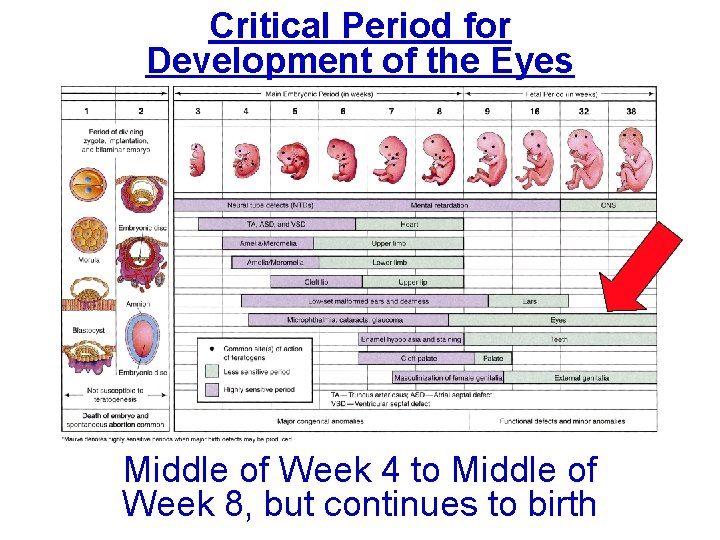 Critical Period for Development of the Eyes Middle of Week 4 to Middle of