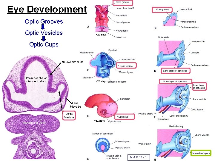 Eye Development Optic Grooves Optic Vesicles ≈22 days Optic Cups Neuroepithelium Prosencephalon [diencephalon] ≈28