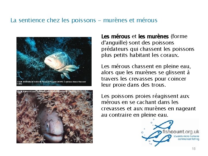 La sentience chez les poissons - murènes et mérous Les mérous et les murènes