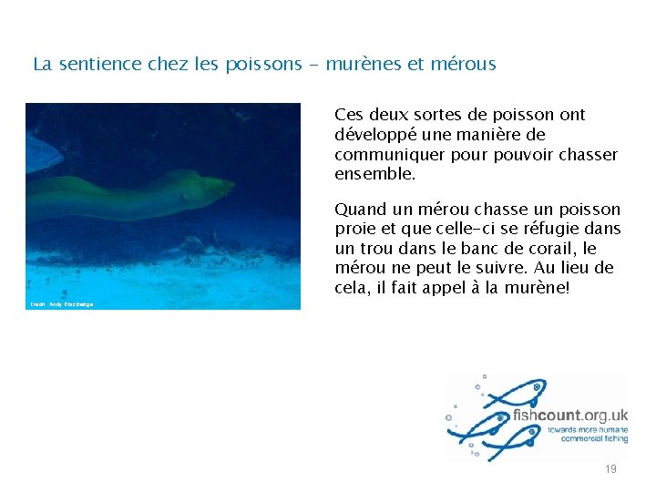 La sentience chez les poissons - murènes et mérous Ces deux sortes de poisson