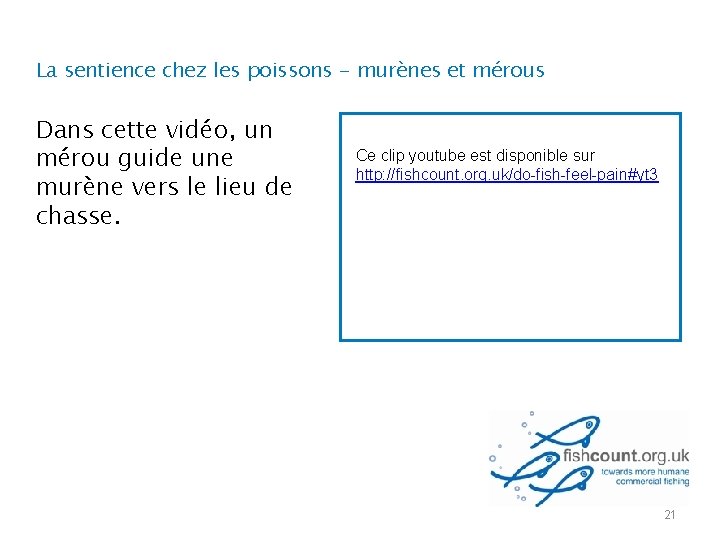 La sentience chez les poissons - murènes et mérous Dans cette vidéo, un mérou