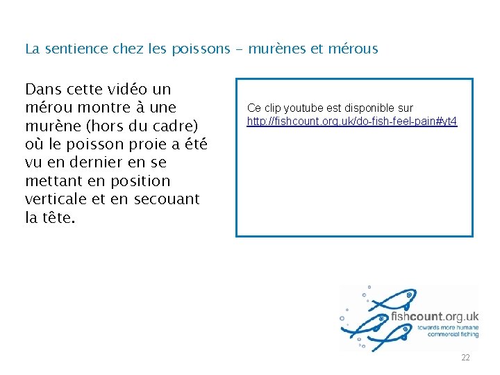 La sentience chez les poissons - murènes et mérous Dans cette vidéo un mérou