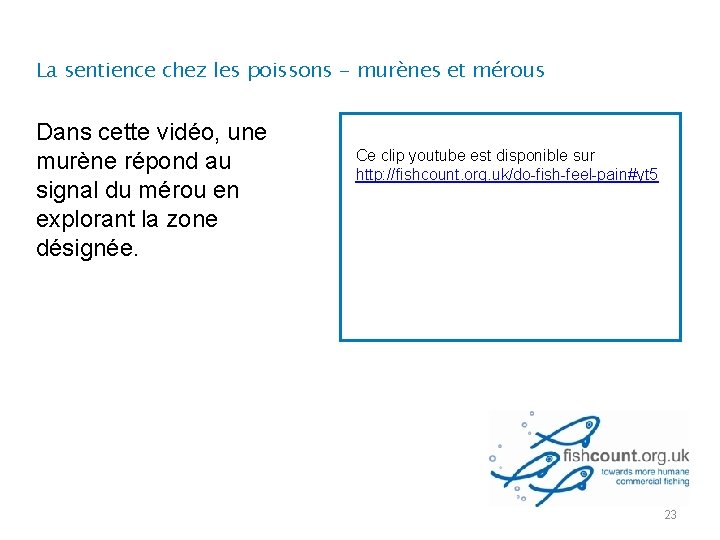 La sentience chez les poissons - murènes et mérous Dans cette vidéo, une murène