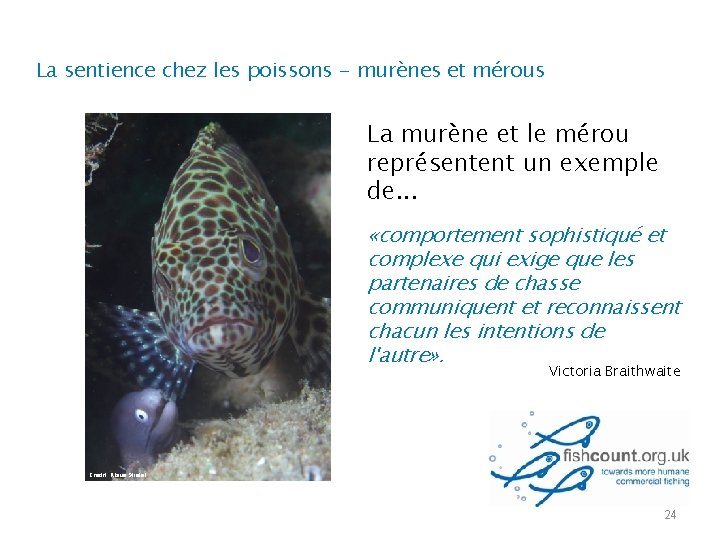 La sentience chez les poissons - murènes et mérous La murène et le mérou