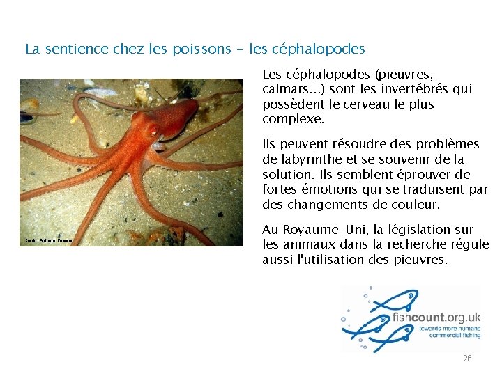 La sentience chez les poissons - les céphalopodes Les céphalopodes (pieuvres, calmars. . .