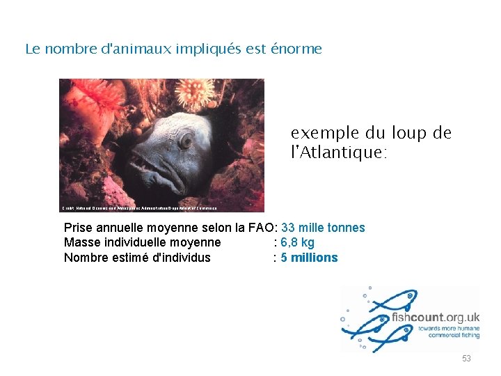 Le nombre d'animaux impliqués est énorme exemple du loup de l'Atlantique: Credit: National Oceanic