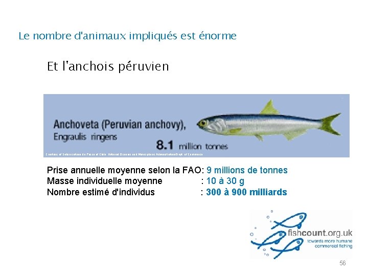 Le nombre d'animaux impliqués est énorme Et l'anchois péruvien Courtesy of Subsecretaria de Pesca